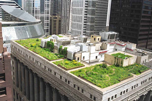 ICF Green Roof Construction in the United States - Chicago City Hall's Green Roof